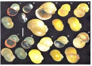 P. maculata shells